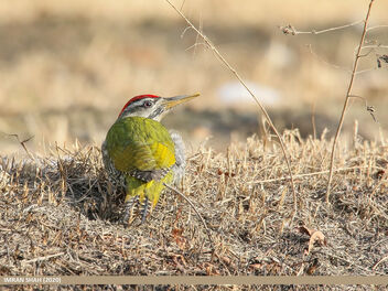 Scaly-bellied Woodpecker (Picus squamatus) - Free image #468261