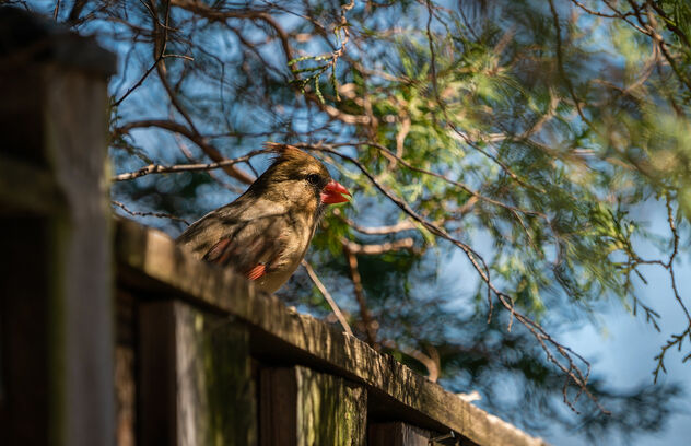 Female Cardinal on My Fence - бесплатный image #468371