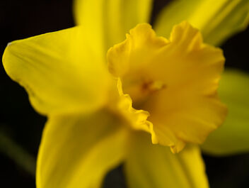 Afternoon in the garden. Narcissus. - image gratuit #468381 