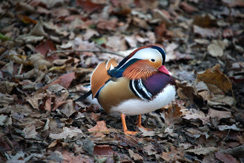 Mandarin duck. - image #468461 gratis