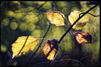 wild/leaves - Free image #468921