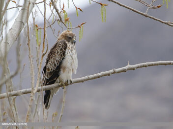 Booted Eagle (Hieraaetus pennatus) - Free image #468991