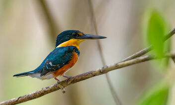 American Pygmy Kingfisher - бесплатный image #469431