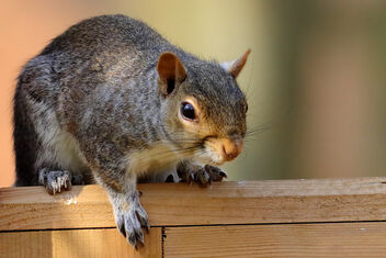Squirrel - Kostenloses image #469681