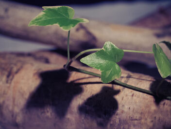 The Ivy and the Birch - бесплатный image #469691