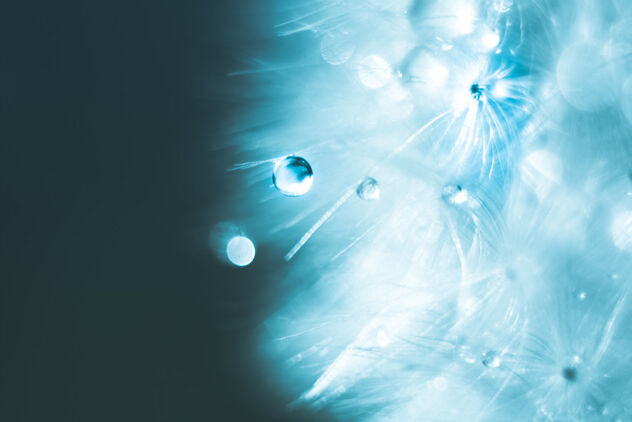 Dandelion water drop - image #469841 gratis