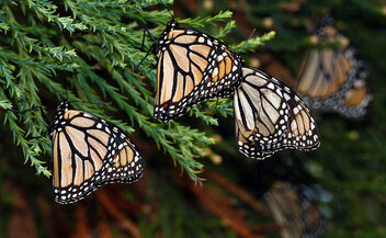 Monarch butterflies. - image #469931 gratis