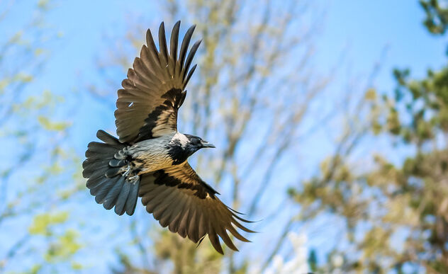 Crow in flight - Free image #470031
