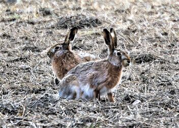 Brown hares - Free image #470091