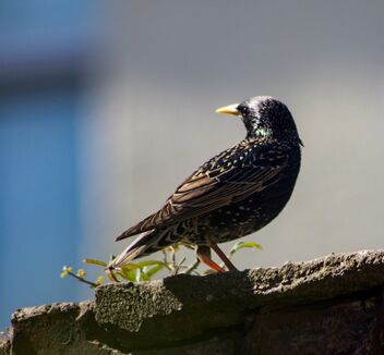 Starling on wall. - Free image #470221