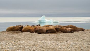 Still life with walruses and iceberg - Free image #470401