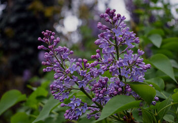 The Scent of Lilac - image #470471 gratis