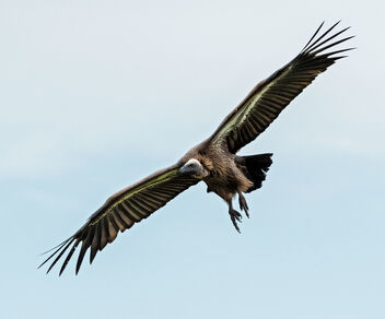 White-backed Vulture - бесплатный image #470501