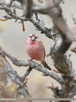 Red-Mantled Rosefinch (Carpodacus rhodochlamys) - Free image #470511