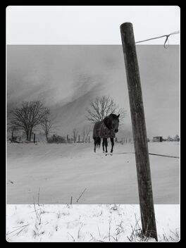 Winter Tale - Free image #470591