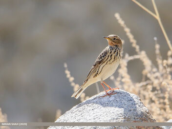 Red-throated Pipit (Anthus cervinus) - Kostenloses image #470711