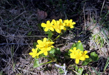 Spring flowers - бесплатный image #471041