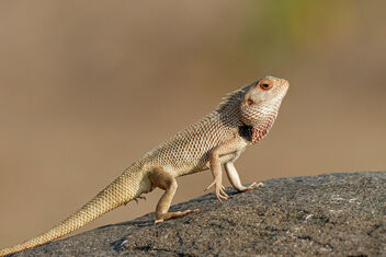 An Oriental Garden Lizard basking in the sun - image #471141 gratis