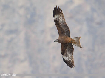 Black Kite (Milvus migrans) - image gratuit #471361 