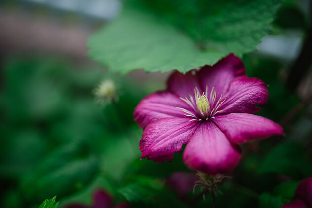 Closeup of beautiful purple spring flower in the garden. - image #471371 gratis