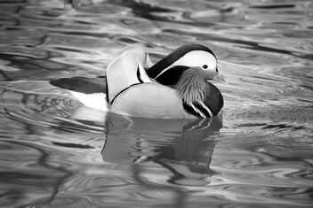 Mandarina duck. Best viewed large. - image gratuit #471681 