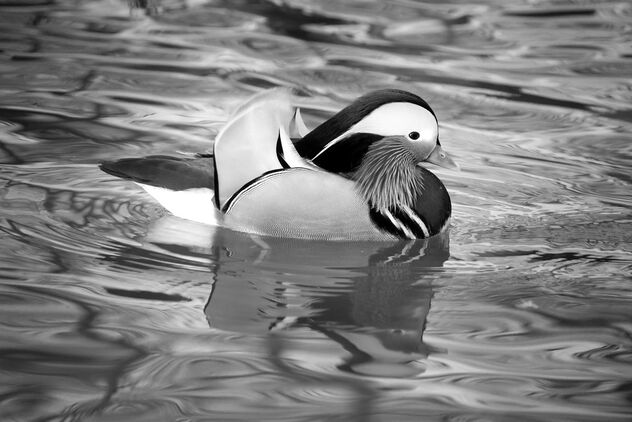 Mandarina duck. Best viewed large. - бесплатный image #471681