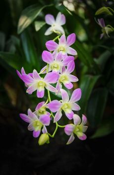 Singapore Orchid - image #471771 gratis