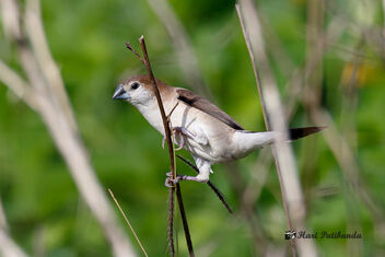 A Silverbill Finch foraging for food - image #472051 gratis