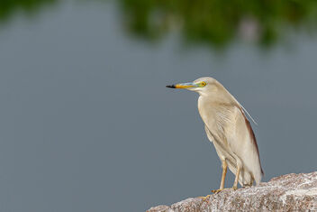 A Pond Heron staring at the Activity - Free image #472141