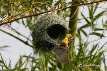 A Baya Weaver showcasing its newly built Nest to a female! - image gratuit #472201 