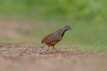 A Barred Buttonquail on the drivepath - image #472541 gratis