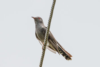 A Grey Bellied Cuckoo - Free image #472551