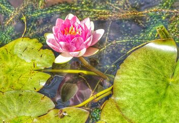 Lotus flower... - Kostenloses image #472641