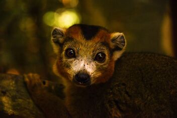 Crowned Lemur - Kostenloses image #472771