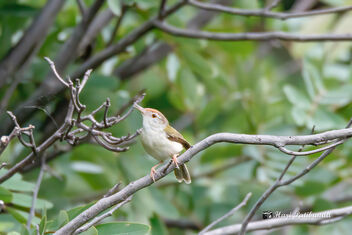 A Common Tailorbird - Suspicious to my presence - image gratuit #472781 