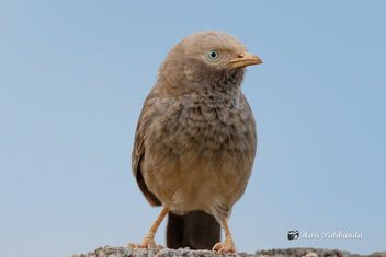 A Yellow Billed Babbler on a perch - Free image #472991