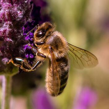 L'abeille - image gratuit #473031 