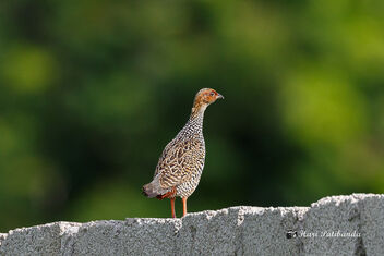 A Painted Francolin calling for a mate - бесплатный image #473041