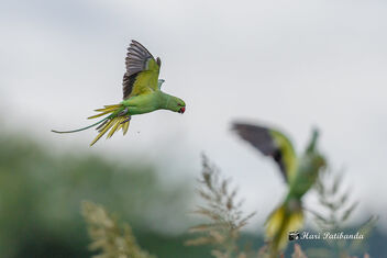 (4/8) - Other Parakeets take the cue and follow - Kostenloses image #473081