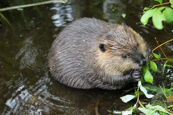 Beaver-pondlife - Free image #473191