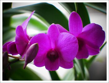 orchid flowers - image gratuit #473241 