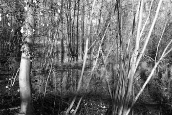 Water, trees. - Kostenloses image #473391