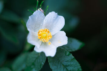 Rose hip blossom - image #473771 gratis