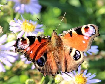 Beautiful peacock butterfly - бесплатный image #473831