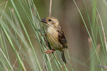A Female Baya Weaver checking out grass Stalks for nests - Kostenloses image #473851