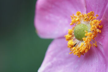 Japanese anemone - бесплатный image #473931