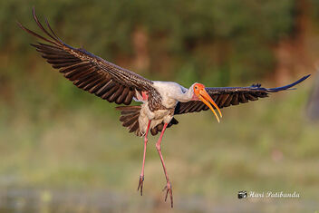 A Painted Stork Landing - image #474161 gratis