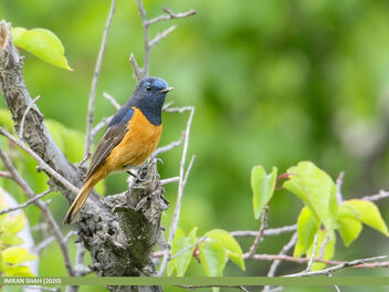 Blue-fronted Redstart (Phoenicurus frontalis) - Free image #474171