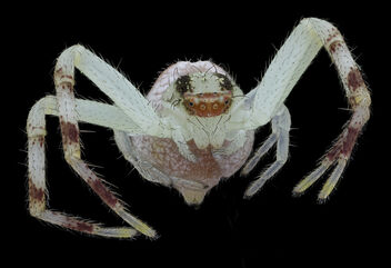 greenish spider, front_2020-08-27-15.25.37 ZS PMax UDR - бесплатный image #474181