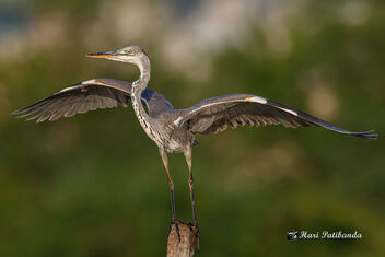 A Grey Heron Taking Off from a Perch - image #474201 gratis